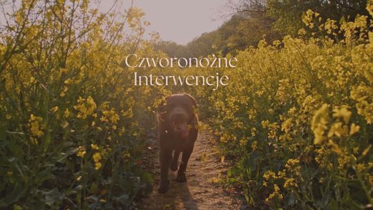 CZWORONOŻNE INTERWENCJE