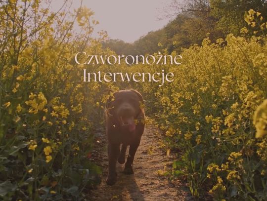 CZWORONOŻNE INTERWENCJE