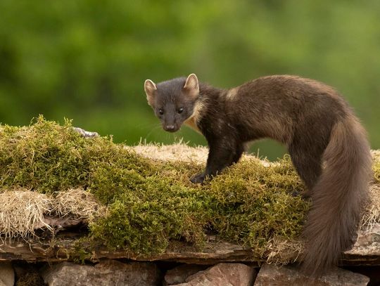 Czy najlepszy odstraszacz na kuny jest bezpieczny dla zwierząt domowych?
