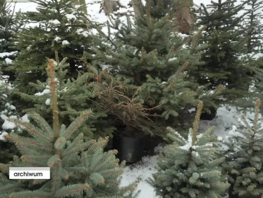 Drugie życie choinek w Ostródzie