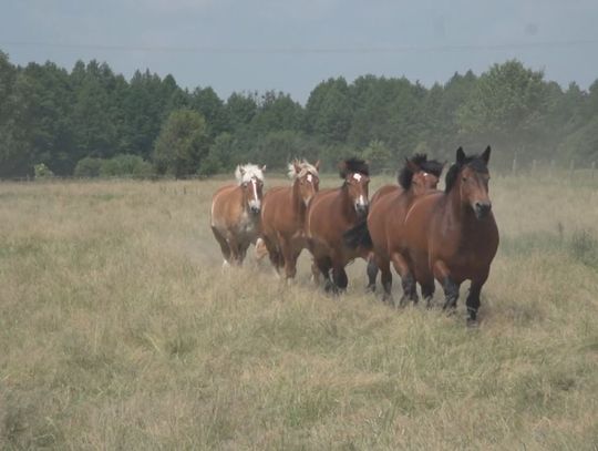 DUŻE HOBBY