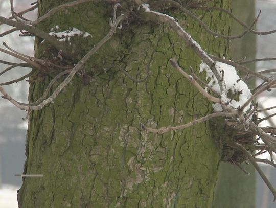 WYCIĘCIE DRZEWA NA WŁASNEJ DZIAŁCE ZGODNE Z PRAWEM 