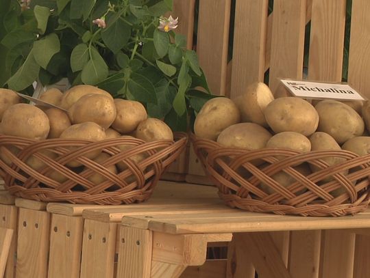 ZIEMNIAK RZĄDZIŁ W POWIECIE NIDZICKIM