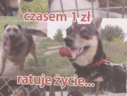 ZWIERZĘTA vs LUDZIE