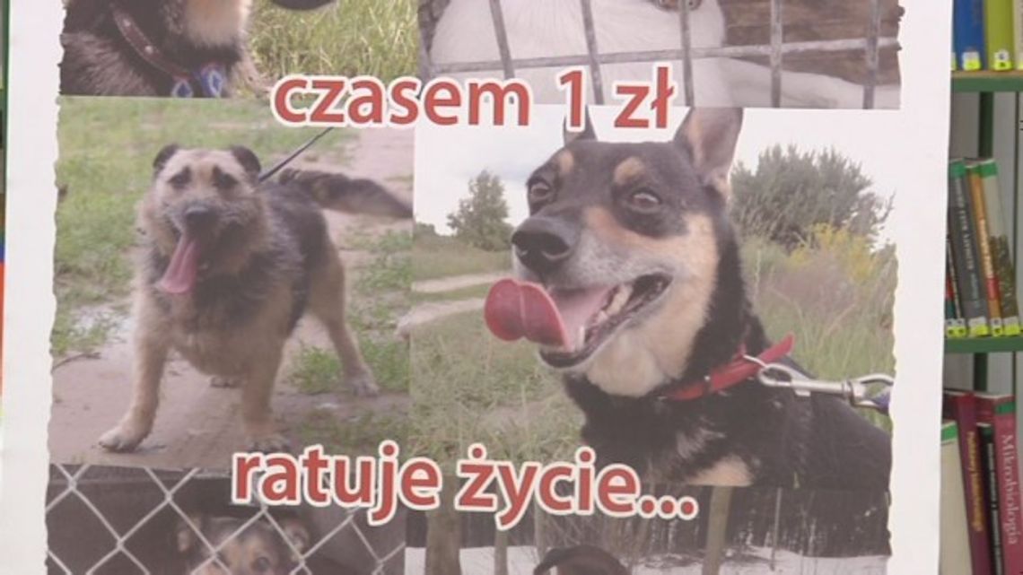 ZWIERZĘTA vs LUDZIE